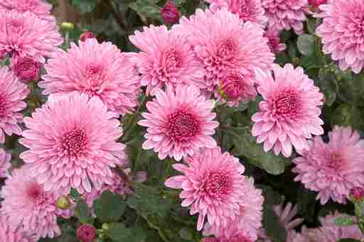 Godawari 'Decorative Chrysanthemum' (1)