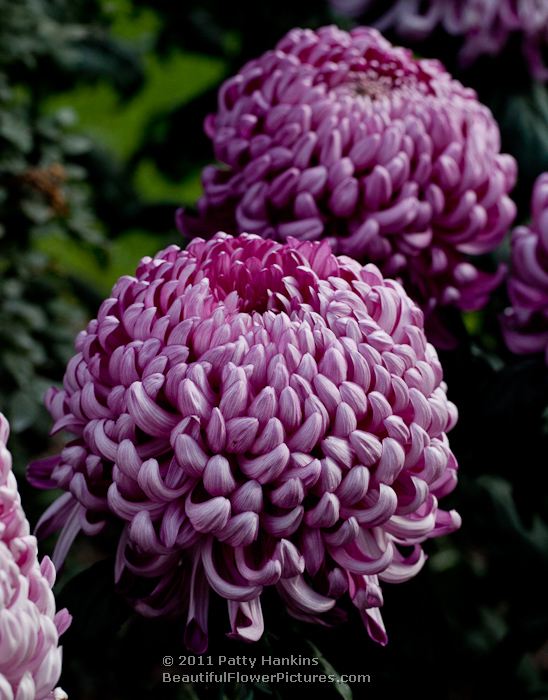 Godawari Intermediate Incurve Chrysanthemum (2)