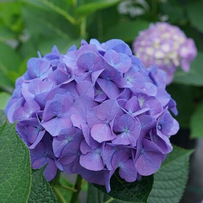 Hydrangea Plant (1)