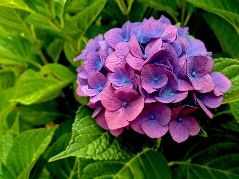 Hydrangea Plant (4)