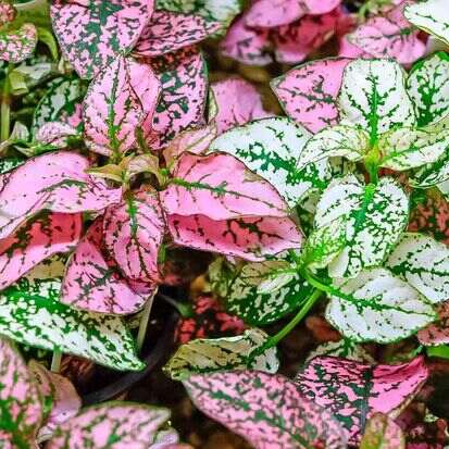 Hypoestes 'Polka Dot' Plant (2)