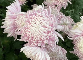 nature-beautiful-godawary-flowers-typekathmandu-260nw-2399906907_11zon